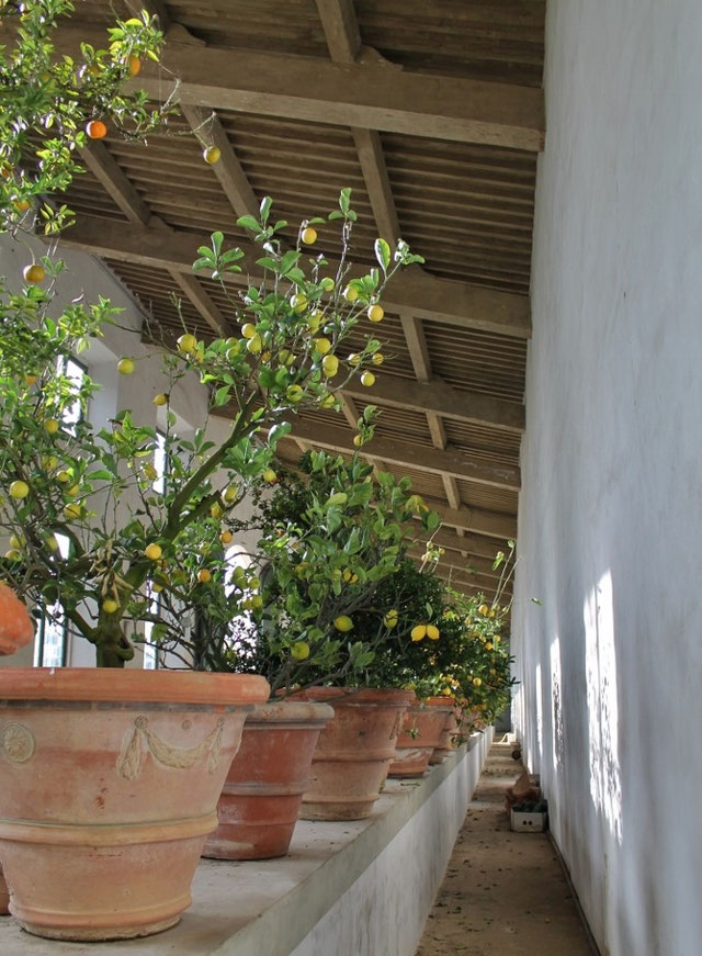 lemon house